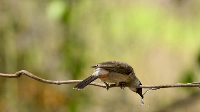 Sooty-headed Bulbul Resting on Branch