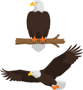 Bald eagle vector illustrations showing the bird perched on a branch and soaring in flight