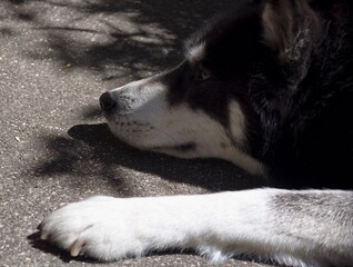 Large husky dog resting its head calmly on the ground during a warm sunny afternoon day © IMRAN_IM33