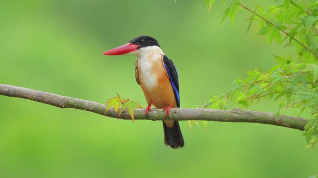 Black Capped Kingfisher Perching on Branch then Jumping Down