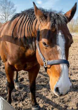Close up head portrait of bay horse with braided mane. Vertical orientation