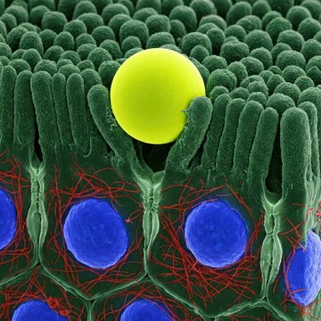 Intestinal Epithelium Microplastic Translocation Ion-Abrasion Scanning Electron Micrograph