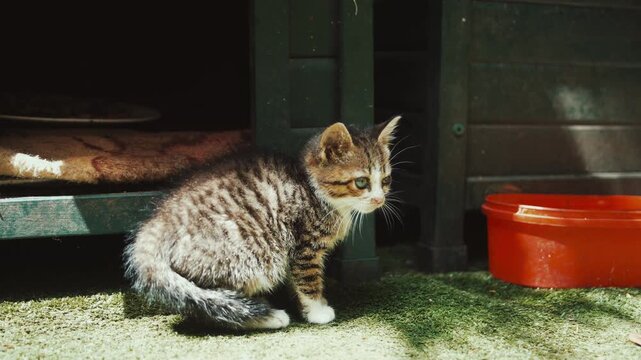 Cats wandering and relaxing outdoors in an urban environment. Natural behavior, city atmosphere, and candid animal moments create an authentic street lifestyle scene.