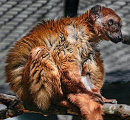 Blue-eyed black lemur on the branch in its cage. Latin name - Eulemur flavifrons © Mikhail Blajenov