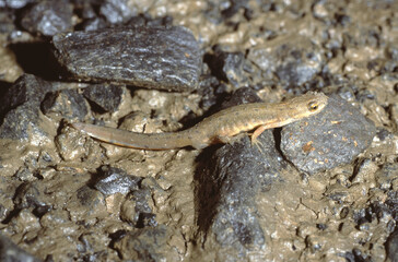 Fototapeta premium Triturus vulgaris or Lissotriton vulgaris or smooth Newt or common newt on land