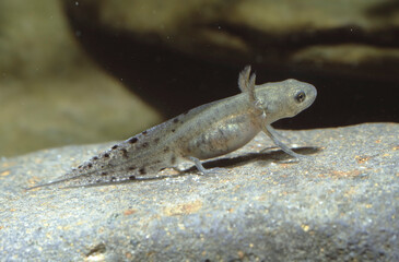 Fototapeta premium Triturus cristatusor great crested newt lavae