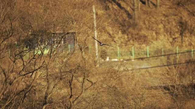 Hen Harrier Flying Over Winter Forest 4K HDR 10-bit 0.25x Slow Motion