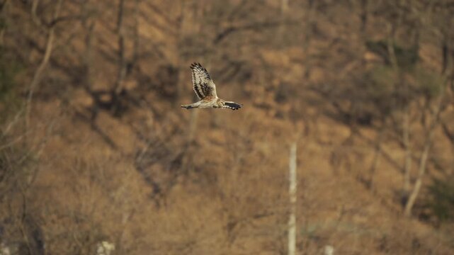 Majestic Hen Harrier Flight Tracking in 4K HDR 10-bit 0.25x Slow Motion