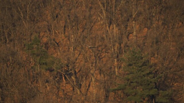 Hen Harrier Soaring and Circling Over Winter Hillside 4K HDR 10-bit