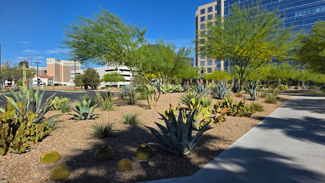 Desert Landscaping Outside Modern City Buildings. Sunny urban streetscape with cactus, agave, gravel, desert trees and modern buildings showing drought tolerant landscape design.