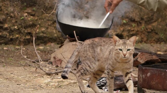 Tabby cat walking toward camera by outdoor wood fire cooking