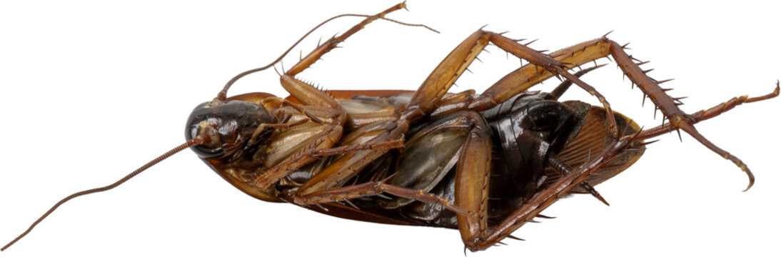 Dead American cockroach (Periplaneta americana) isolated on transparent background, PNG.