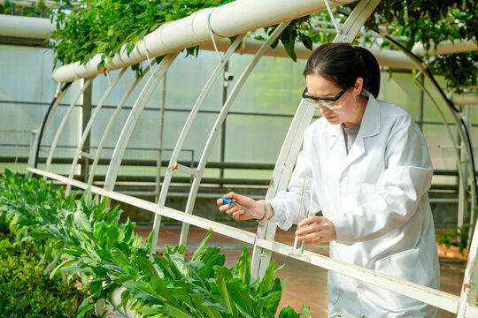 Agronomist conducting experimental testing on soilless cultivated crops