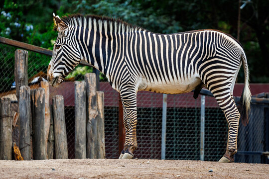 A Gr&eacute;vy's zebra (Equus grevyi)