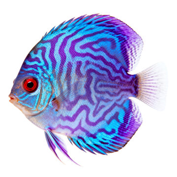 [Transparent Background PNG]Vibrant Blue Purple Striped Discus Fish on White Background