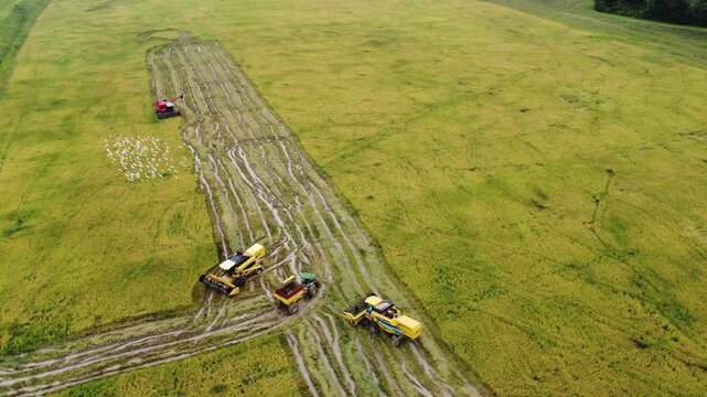 Aerial view of rice harvest operation with combine harvesters and grain truck in Meta, Colombia