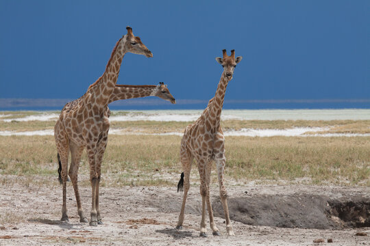 Optical illusion of three-headed giraffes in Etosha National Park, Namibia