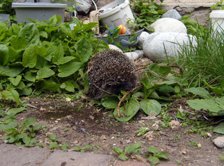 Small, wild hedgehog sniffs through green garden plants and dry twigs. This wide shot captures its natural environment, featuring scattered stones, gardening buckets, and a patch of damp soil © z_olga_art