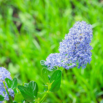 Ceanothus thyrsiflorus 'Skylark' | California lilac - Creeping blue blossom - Blue blossom. Attractive upright panicle of fully dazzling blue flowers at the tip of a green stem
