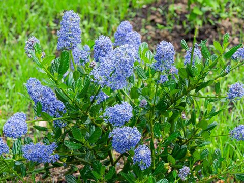 Ceanothus thyrsiflorus 'skylark' - Deep blue panicles of Californian lilac shrub on sligtly upright atop stems bearing glossy dark green elliptical toothed leaves  