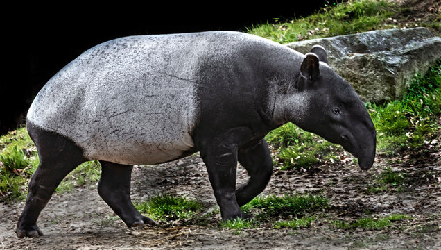 Walking malayan tapir. Also known as asiatic tapir or oriental tapir. Latin name - Tapirus indicus