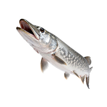 [Transparent Background PNG]Studio Shot of a Northern Pike on White Background