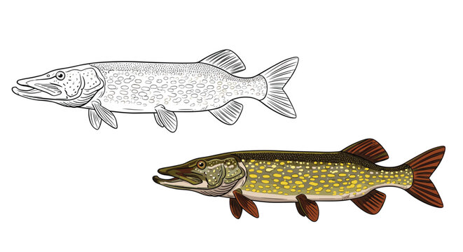 Detailed illustrations of a northern pike fish provided in both a realistic color version and a black and white line art version.