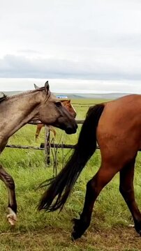 Horses passing through farm field in countryside, peaceful rural animal scene
