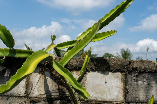 Green cactus growing over a concrete block wall under blue sky