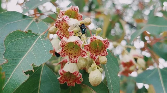 Blue Bottle Fly Pollinating Brachychiton Populneus Kurrajong Tree Bell Flowers