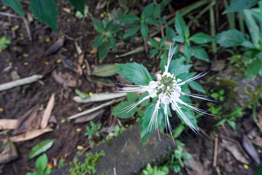 The Cat's Whiskers flower or Orthosiphon aristatus in bloom with its characteristic long stamens resembling cat's whiskers, grows in a natural and humid garden environment.