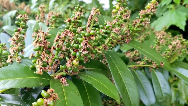 Cherry laurel, common laurel Prunus laurocerasus is an evergreen ornamental shrub at the time of berry ripening