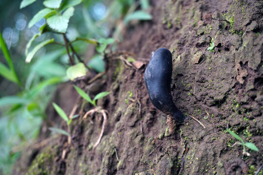 A unique fungus called Dead Man's Fingers or Xylaria polymorpha grows protruding from the ground or rotting wood. Its shape resembles a blackened, stiff human finger.