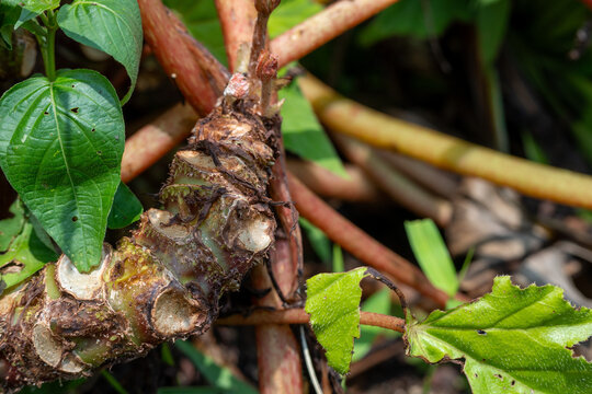 Thick textured plant rhizome with fresh buds emerging