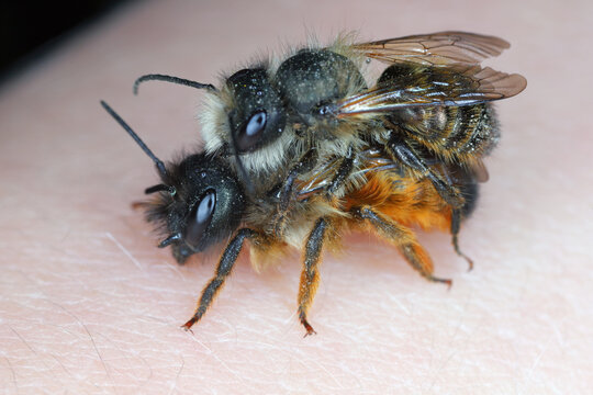 Osmia bicornis (synonym Osmia rufa) is a species of mason bee, and is known as the red mason bee. Male on top and the female in my hand.