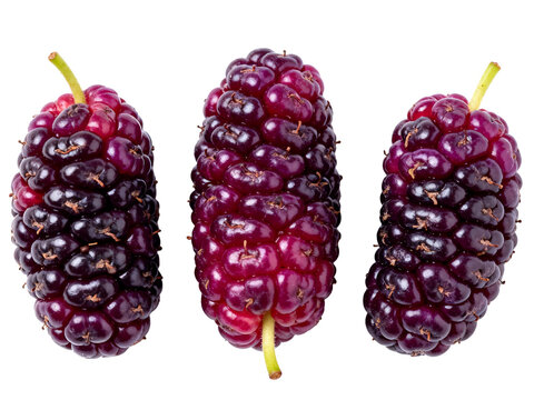 [Transparent Background PNG]Fresh ripe mulberries on white background