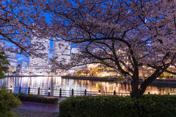 Obraz premium 横浜みなとみらいの桜とランドマークタワーの夜景 Cherry Blossoms and Yokohama Landmark Tower Night View in Minato Mirai, Japan