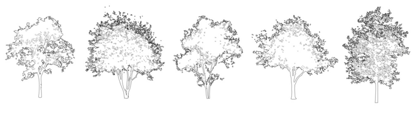 Vector trees in elevation view for use in architectural drawings isolated on transparent background