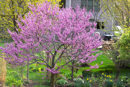 Flowering eastern redbud tree glowing with vibrant pink spring blossoms in a lush suburban garden landscape, surrounded by fresh green lawn and colorful seasonal plantings.