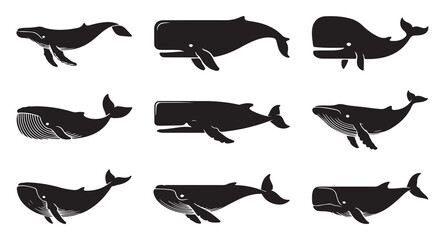 Set of black whale silhouettes isolated on white background. vector collection of marine mammals. © Ms