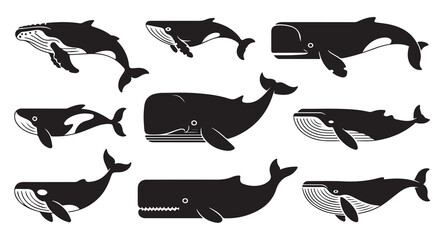 Set of diverse whale silhouettes including humpback orca sperm and blue whales. © Ms