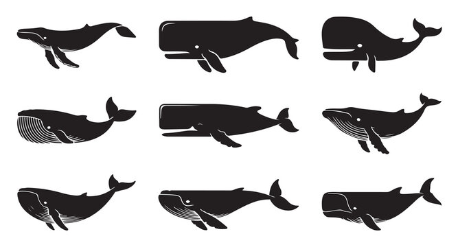 Set of black whale silhouettes isolated on white background. vector collection of marine mammals.