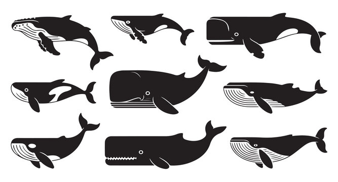 Set of diverse whale silhouettes including humpback orca sperm and blue whales.