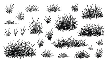Fototapeta premium Hand drawn sketch of grass clumps vector set isolated on transparent background, nature element illustration.