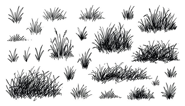 Hand drawn sketch of grass clumps vector set isolated on transparent background, nature element illustration.