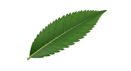 Fototapeta premium Single Green Leaf with Serrated Edges