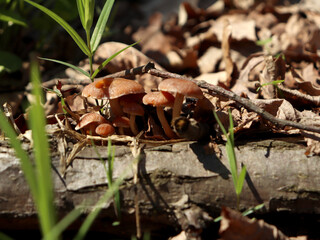 Mushrooms grow on a fallen log surrounded by brown leaves and green grass in a forest during daylight hours © BoTanya