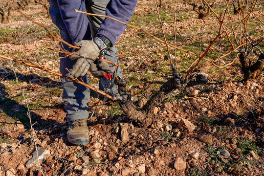 Farmer pruning dormant grapevines in winter vineyard