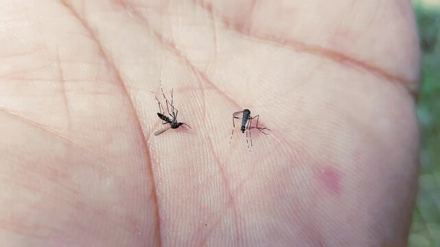 Extreme Macro View Of Dead Mosquitoes On A Human Palm