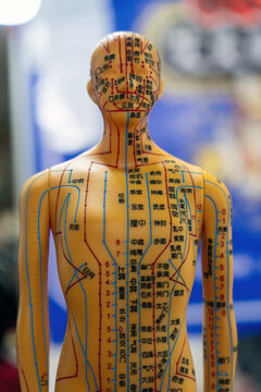Traditional Chinese Medicine Acupuncture Point Model of Human Body